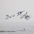 geese watching in west Denmark