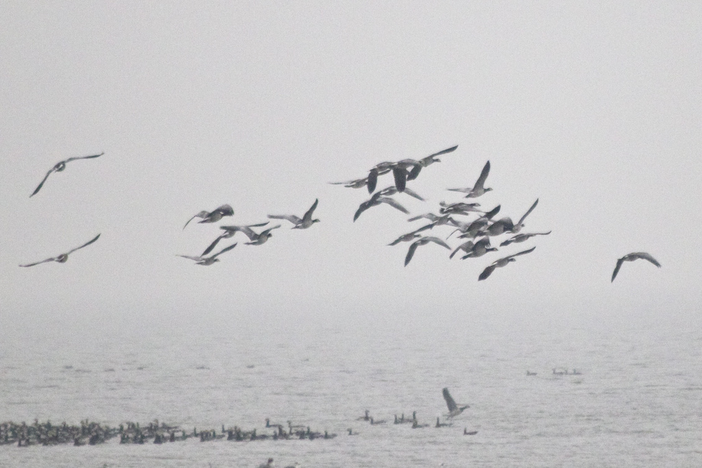 geese watching in west Denmark