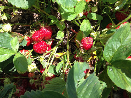 selvpluk fruit picking